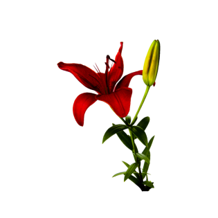 Coroas Lilium Asiatico Vermelho 3Unid.