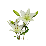 Coroas Lilium Asiatico Branco 3Unid.