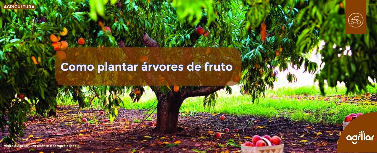 Como plantar árvores de fruto